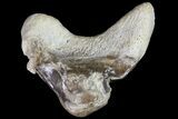 Cretaceous Cretoxyrhina Shark Tooth - Pathological #71755-1